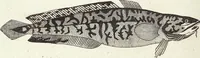 An illustration from (Band 4) (1802)