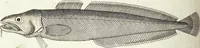 An illustration from (Band 4) (1802)