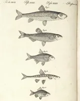 An illustration from (Band 4) (1802)