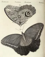 An illustration from (Band 4) (1802)