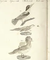 An illustration from (Band 4) (1802)