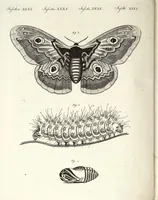 An illustration from (Band 4) (1802)