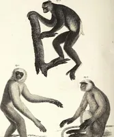 An illustration from (Band 4) (1802)