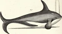 An illustration from (Band 4) (1802)