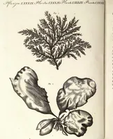An illustration from (Band 4) (1802)