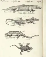 An illustration from (Band 4) (1802)