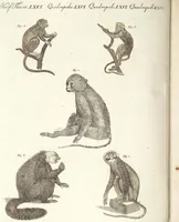 An illustration from (Band 4) (1802)