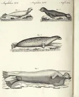 An illustration from (Band 4) (1802)