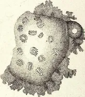 An illustration from (Band 4) (1802)