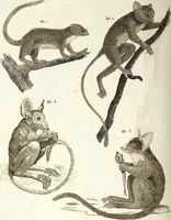 An illustration from (Band 4) (1802)