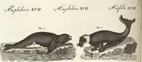 An illustration from (Band 4) (1802)