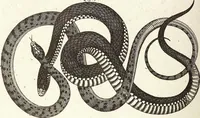 An illustration from (Band 4) (1802)