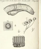 An illustration from (Band 4) (1802)