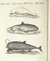 An illustration from (Band 4) (1802)