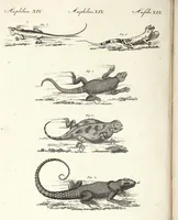 An illustration from (Band 4) (1802)