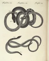 An illustration from (Band 4) (1802)
