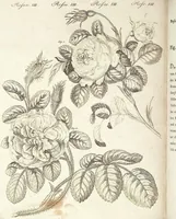 An illustration from (Band 4) (1802)