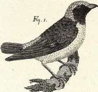 An illustration from (Band 4) (1802)