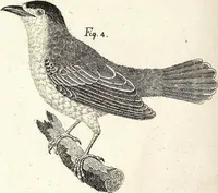An illustration from (Band 4) (1802)