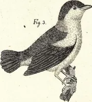 An illustration from (Band 4) (1802)