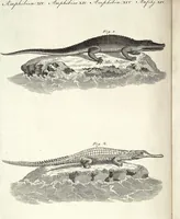 An illustration from (Band 4) (1802)