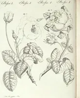 An illustration from (Band 4) (1802)