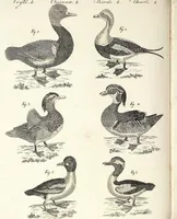 An illustration from (Band 4) (1802)