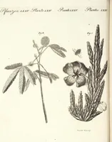An illustration from (Band 4) (1802)