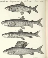An illustration from (Band 4) (1802)