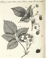 An illustration from (Band 4) (1802)