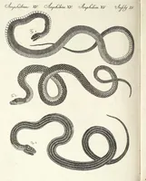 An illustration from (Band 4) (1802)
