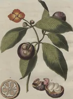 An illustration from (Band 6) (1807)