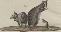 An illustration from (Band 6) (1807)