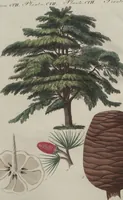 An illustration from (Band 6) (1807)