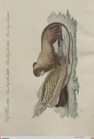 An illustration from (Band 6) (1807)