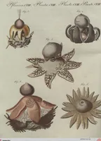 An illustration from (Band 6) (1807)