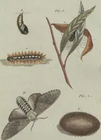 An illustration from (Band 6) (1807)