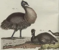 An illustration from (Band 6) (1807)