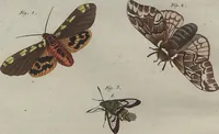 An illustration from (Band 6) (1807)
