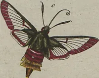 An illustration from (Band 6) (1807)