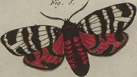 An illustration from (Band 6) (1807)