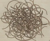 An illustration from (Band 6) (1807)