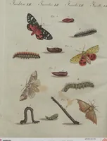 An illustration from (Band 6) (1807)
