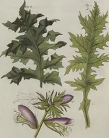 An illustration from (Band 6) (1807)