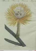 An illustration from (Band 6) (1807)