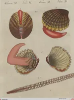 An illustration from (Band 6) (1807)