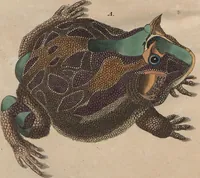 An illustration from (Band 6) (1807)