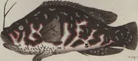 An illustration from (Band 6) (1807)