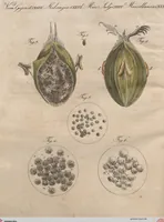An illustration from (Band 6) (1807)