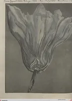 An illustration from (Band 6) (1807)